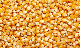 Yellow Maize