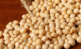 Soya Bean